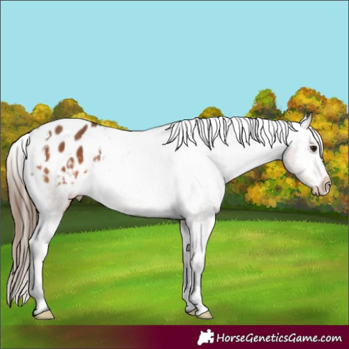 Horse Color:Bay Appaloosa 
