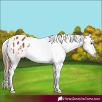 Horse Color:Bay Appaloosa 