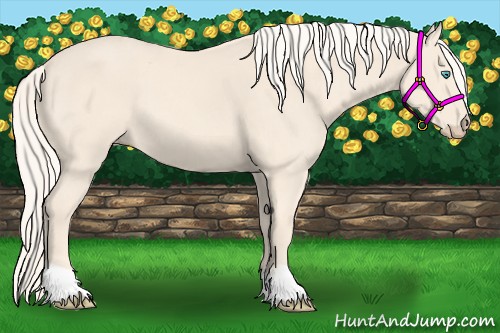 Horse Color:Cremello 
