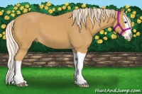 Horse Color:Palomino Splash 