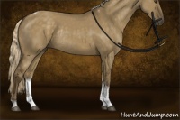 Horse Color:Chocolate Palomino Dun Sabino Tobiano Rabicano