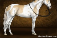 Horse Color:Chocolate Palomino Splash Tobiano Rabicano 