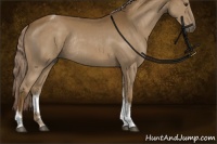 Horse Color:Chocolate Palomino Sabino Tobiano Rabicano 