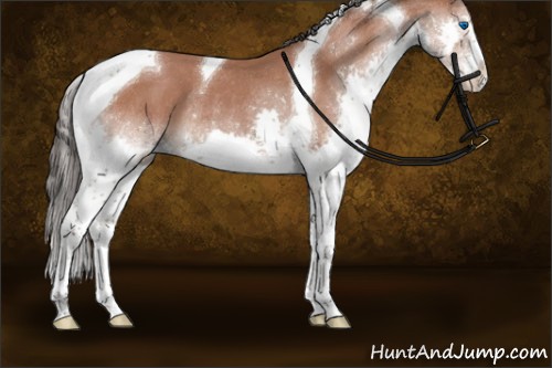 Horse Color:Bay Sabino Splash Tobiano Rabicano