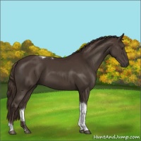 Horse Color:Liver Chestnut Tobiano Rabicano