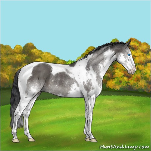 Horse Color:Black Sabino Splash Tobiano Rabicano 