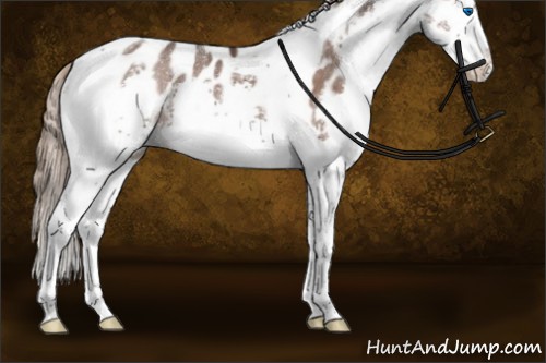 Horse Color:Liver Chestnut Splash Tobiano Appaloosa Rabicano