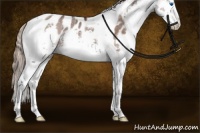 Horse Color:Liver Chestnut Splash Tobiano Appaloosa Rabicano