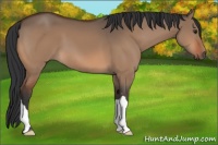 Horse Color:Brown Dun 