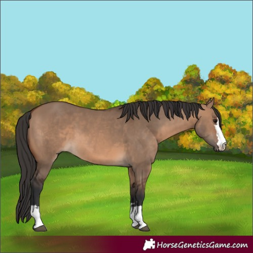 Horse Color:Brown Dun 