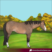 Horse Color:Brown Dun 