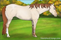 Horse Color:Buckskin Pearl Dun 