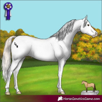 Horse Color:White Spotted Chocolate Palomino Dun Appaloosa 
