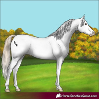 Horse Color:White Spotted Chestnut Appaloosa 