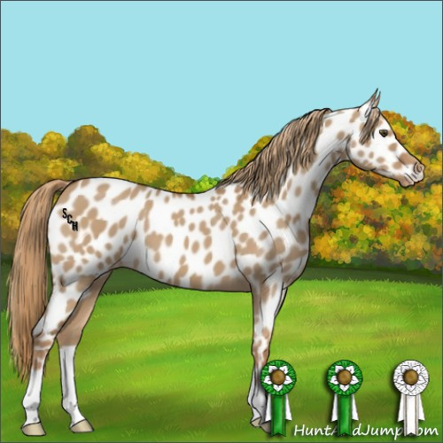 Horse Color:Red Dun Appaloosa 