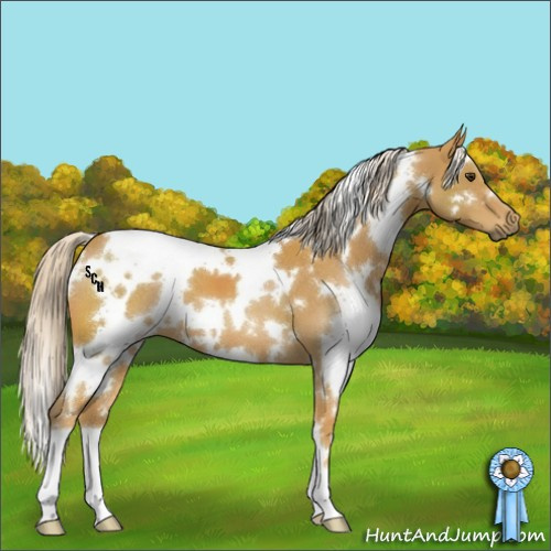 Horse Color:White Spotted Palomino