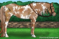 Horse Color:White Spotted Chestnut 