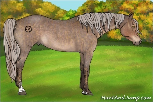 Horse Color:Chocolate Palomino Sabino  and Silver Brown Roan Sabino 