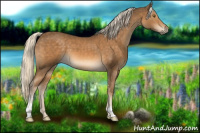 Horse Color:Chocolate Palomino Sabino 