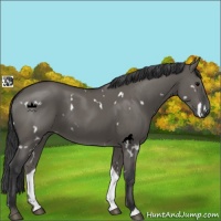 Horse Color:White Spotted Grullo