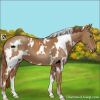 Horse Color:White Spotted Chestnut 