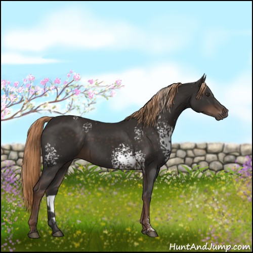 Horse Color:White Spotted Liver Chestnut Rabicano 