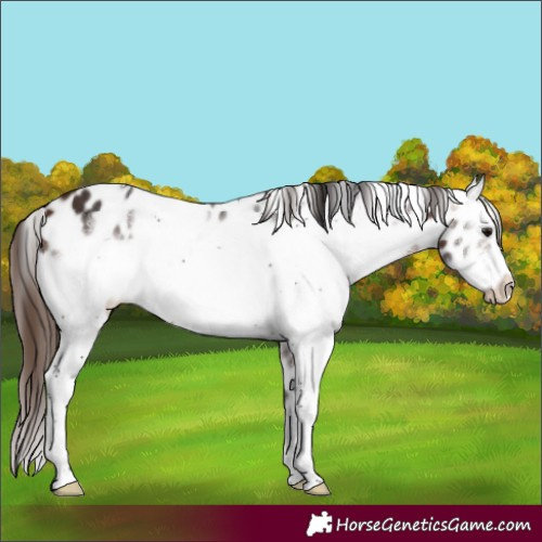 Horse Color:White Spotted Bay Sabino Frame Appaloosa 