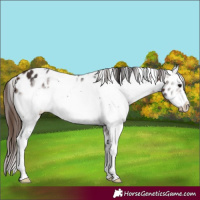 Horse Color:White Spotted Bay Sabino Frame Appaloosa 