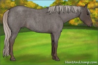 Horse Color:Silver Blue Roan 