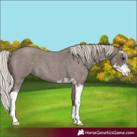 Horse Color:Silver Blue Roan Sabino 