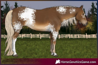 Horse Color:White Spotted Chocolate Palomino Tobiano 