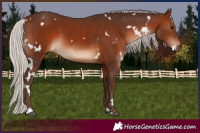 Horse Color:White Spotted Silver Brown 