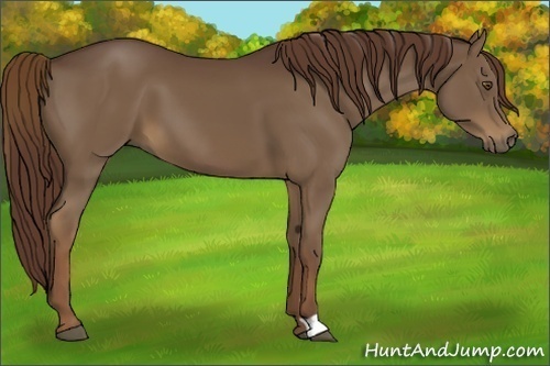 Horse Color:Liver Chestnut