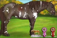 Horse Color:White Spotted Liver Chestnut 
