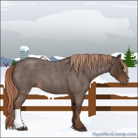 Horse Color:Liver Red Roan Rabicano 