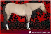 Horse Color:Bay Dun Rabicano