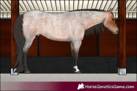 Horse Color:Bay Roan 