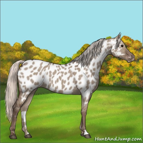 Horse Color:Silver Grullo Appaloosa 