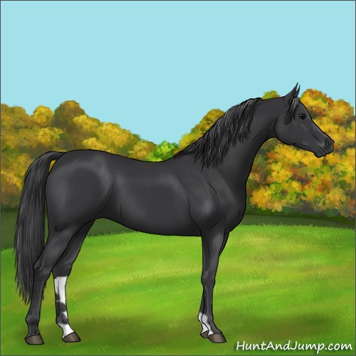 Horse Color:Black 