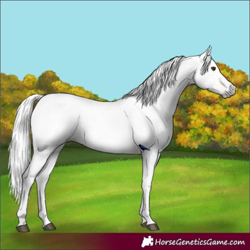 Horse Color:Gray Chestnut 