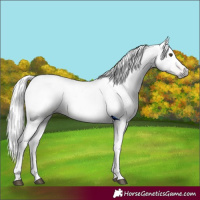 Horse Color:Gray Chestnut 