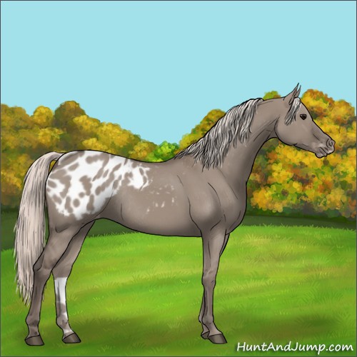 Horse Color:Silver Grullo Appaloosa Rabicano 