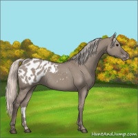 Horse Color:Silver Grullo Appaloosa Rabicano 