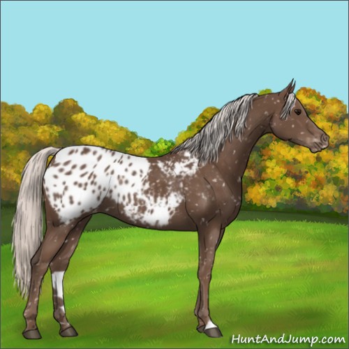 Horse Color:Silver Black Appaloosa Rabicano
