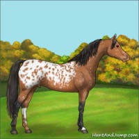 Horse Color:Bay Appaloosa 