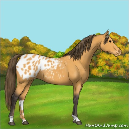 Horse Color:Buckskin Appaloosa Rabicano 