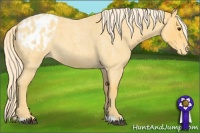 Horse Color:Palomino Roan Appaloosa 