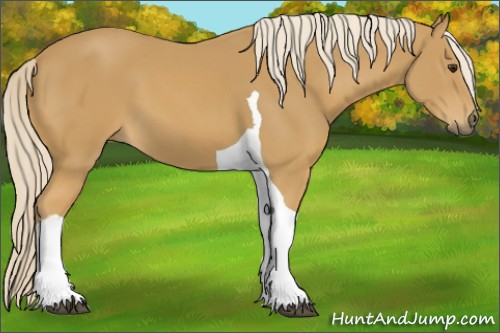 Horse Color:Palomino Tobiano 
