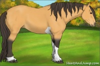 Horse Color:Buckskin Tobiano