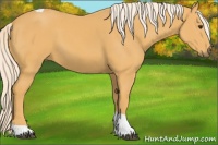 Horse Color:Palomino Tobiano 